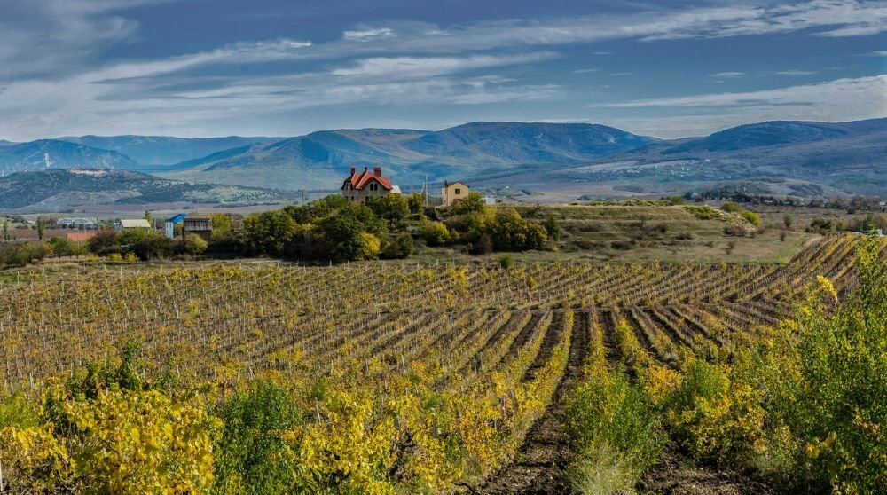 Terroir full of Grapevines